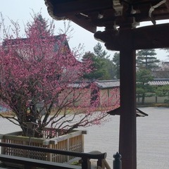 大覚寺の春
